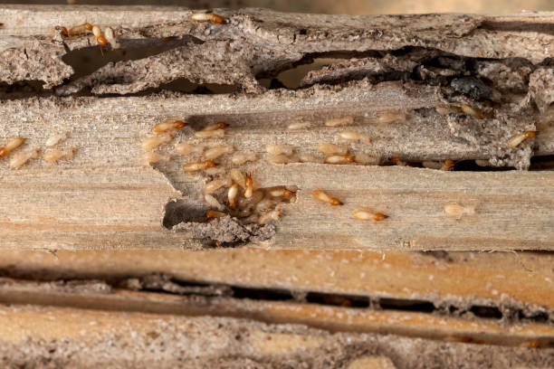 Best Pest Inspection Near Me  in West Allis, WI