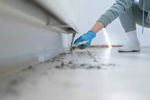 Insect Control in West Allis, WI